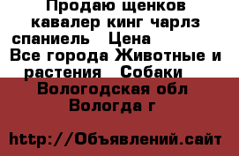 Продаю щенков кавалер кинг чарлз спаниель › Цена ­ 40 000 - Все города Животные и растения » Собаки   . Вологодская обл.,Вологда г.